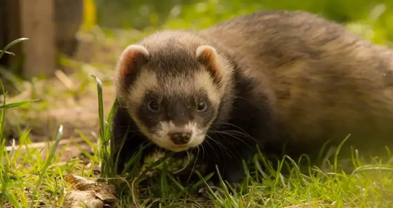 Why Are Ferrets Illegal In California? (+ Case For Legalization)