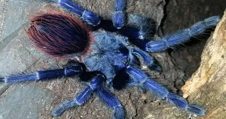 Top 10 Blue Tarantula Species You Have to See | Beyond The Treat