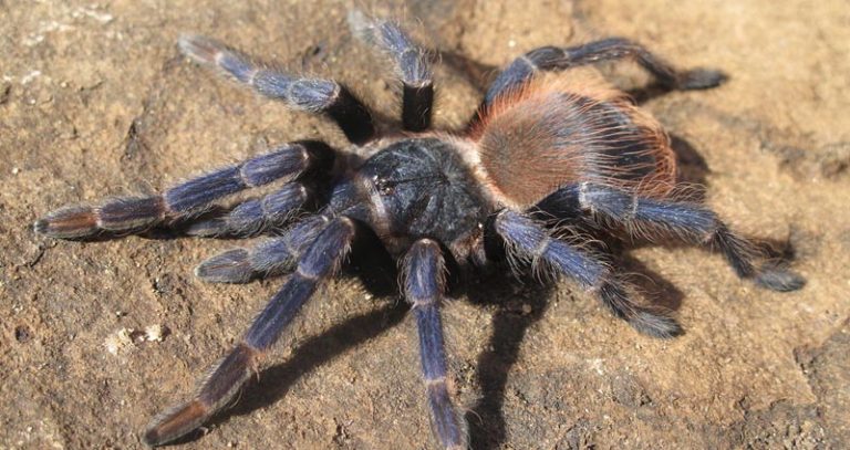 Pterinopelma sazimai