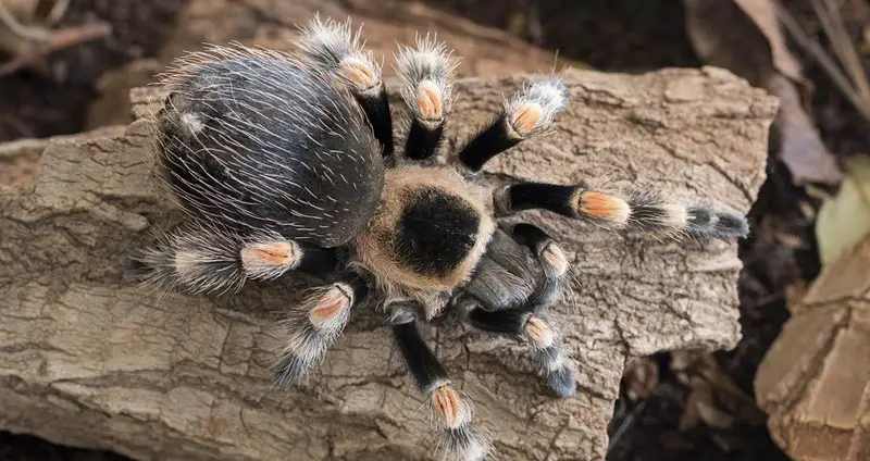 Pet tarantula