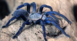 Blue tarantulas
