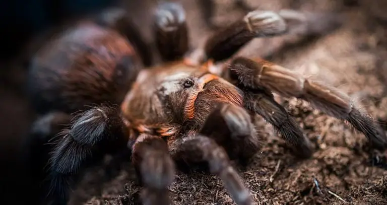 Brachypelma Kahlenbergi 101: Care, Enclosure, Temperament & More