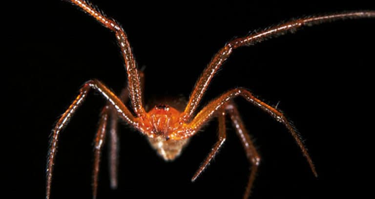 Red House Spider: Identification, Facts, & Pictures