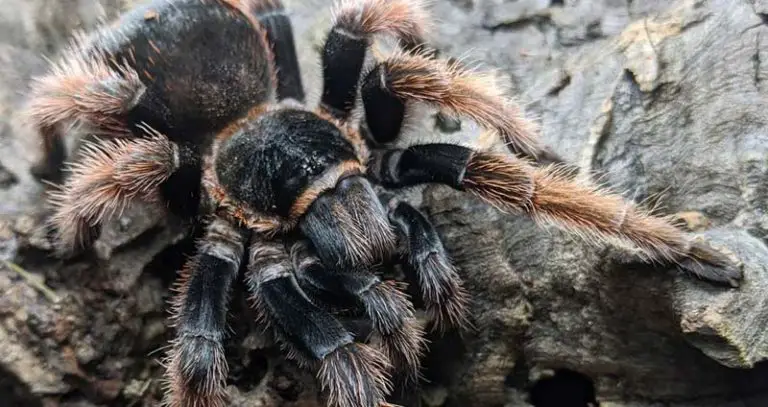 Brachypelma klaasi 101: Care, Enclosure, Temperament & More