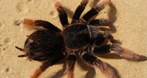 Brachypelma Klaasi 101: Care, Enclosure, Temperament & More