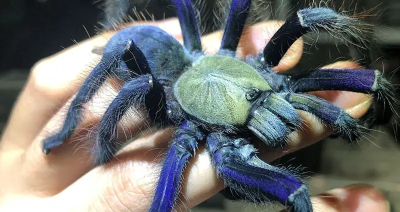 All colors of tarantulas are incredible, but blue is a crowd favorite. 