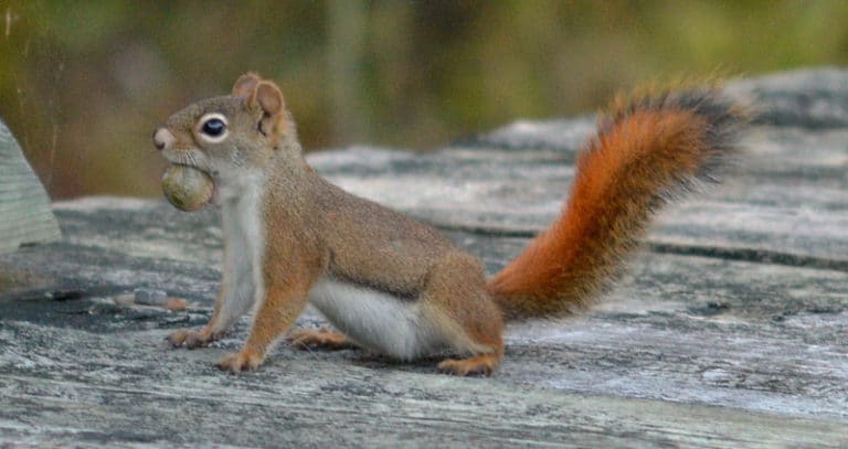 Squirrel Lifespan: How Long Do Squirrels Live? (7 Examples) | Beyond