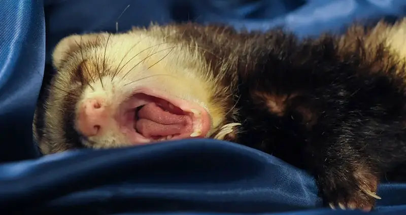 Are ferrets nocturnal