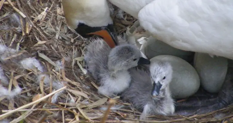 What Is A Baby Swan Called? + Facts & Pictures | Beyond The Treat