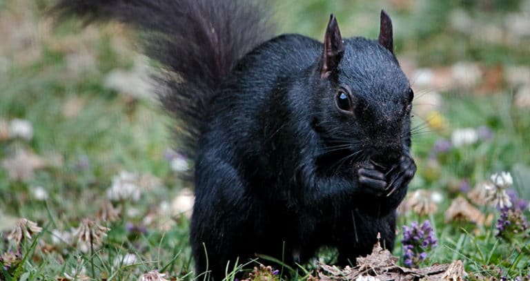 Squirrel Lifespan: How Long Do Squirrels Live? (7 Examples ...