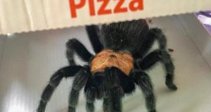 Brachypelma Albiceps 101: Care, Enclosure, Temperament & More