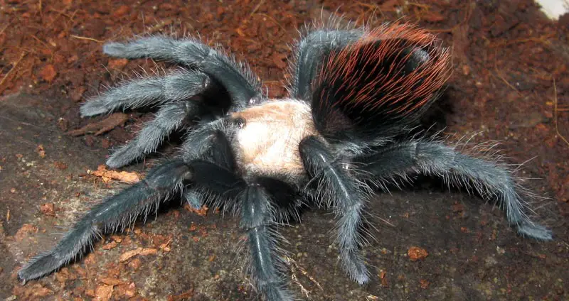 Brachypelma albiceps