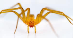 Chilean recluse spiders