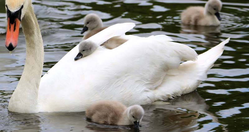 Baby swans huddled