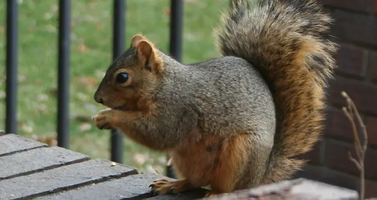 squirrel lifespan