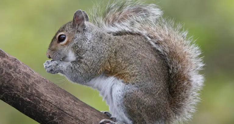 Squirrel Lifespan: How Long Do Squirrels Live? (7 Examples) | Beyond