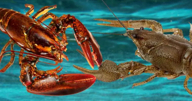 crayfish vs lobster