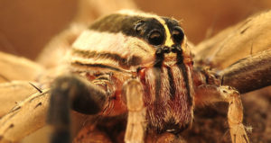 Rabid Wolf Spider: Identification, Facts, & Pictures | Beyond The Treat