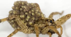 Rabid Wolf Spider: Identification, Facts, & Pictures | Beyond The Treat