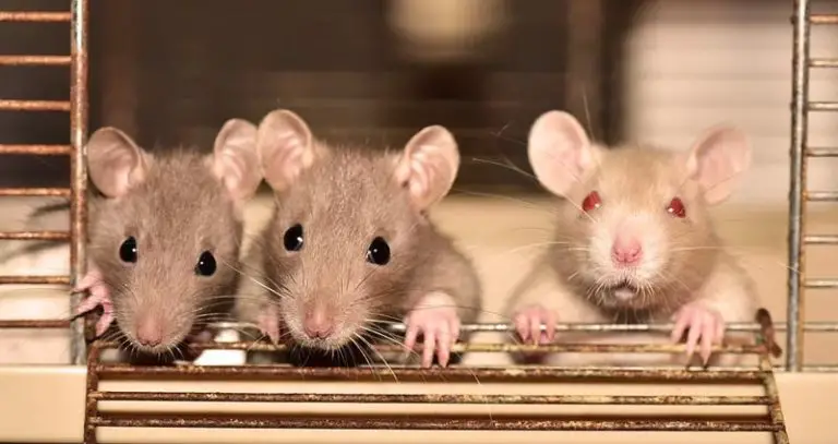 117 Rat Breeders Near You with Rats for Sale (2023)