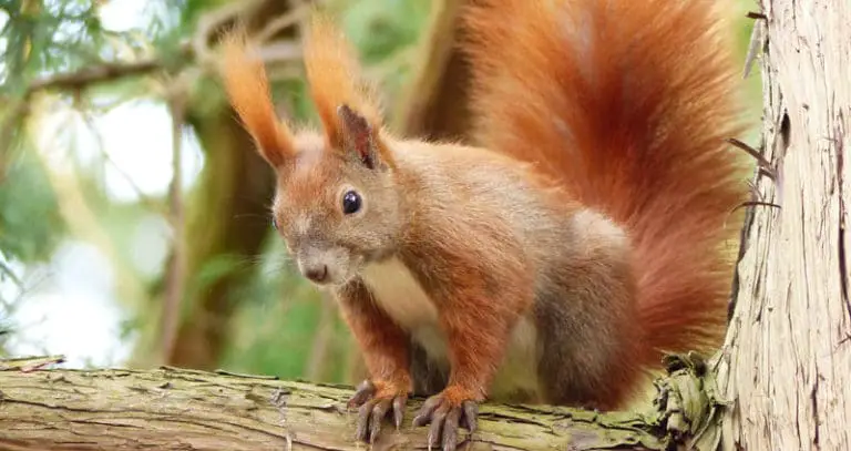 Squirrel Lifespan: How Long Do Squirrels Live? (7 Examples) 