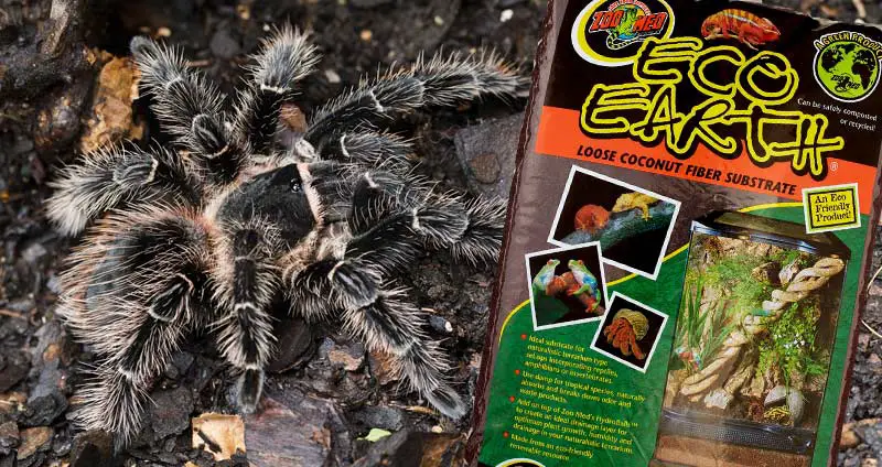 Tarantula Substrate: Why It’s Important + 3 Best Substrates
