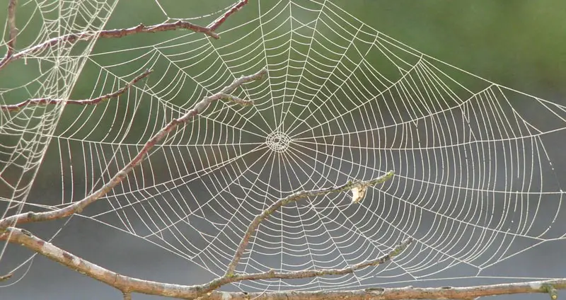 Types of spider webs