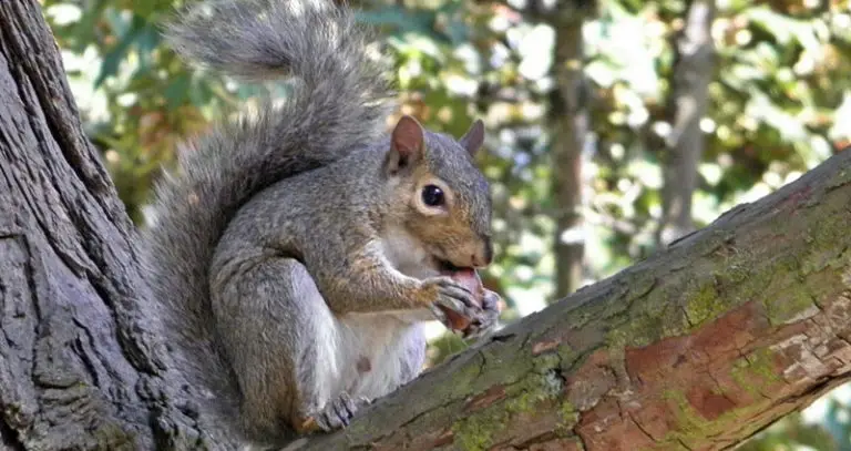 Squirrel Lifespan: How Long Do Squirrels Live? (7 Examples) | Beyond