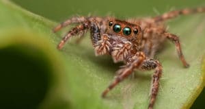What do jumping spiders eat