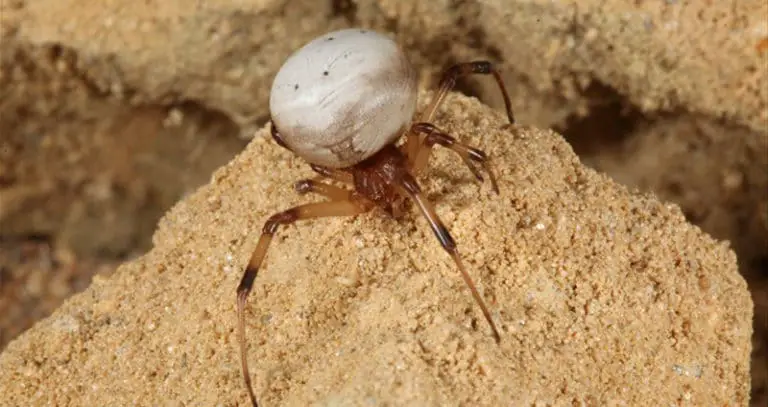 White Widow Spider Identification Facts Pictures Beyond The Treat   White Widow Spider 4 768x407 