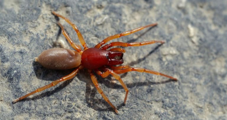 woodlouse-spider-identification-facts-pictures-beyond-the-treat
