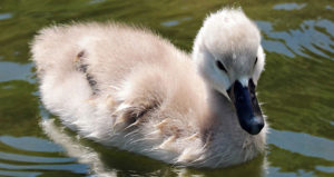 baby swan