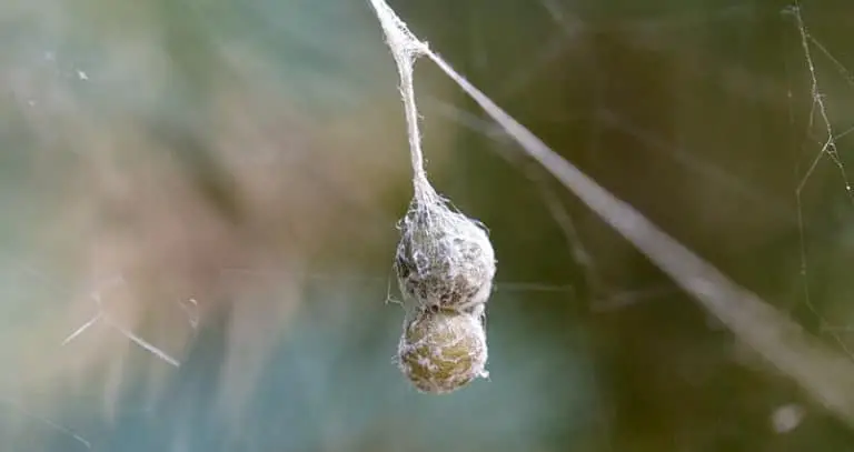 9 Types Of Spider Webs Identification Pictures And Spiders