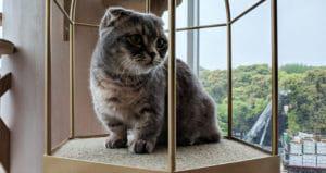 scottish fold munchkin cats