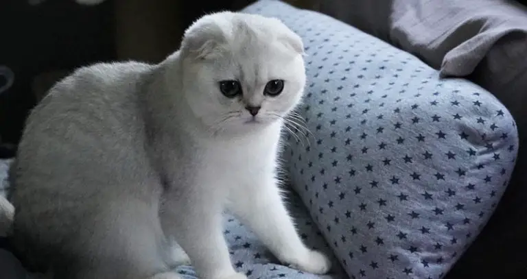 Scottish Fold Munchkin Cat: Traits, Personality, & Price | Beyond The Treat