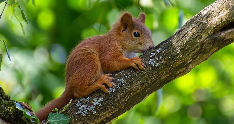 Squirrel Lifespan: How Long Do Squirrels Live? (7 Examples)