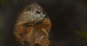 Are groundhogs nocturnal