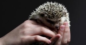 Are hedgehogs nocturnal