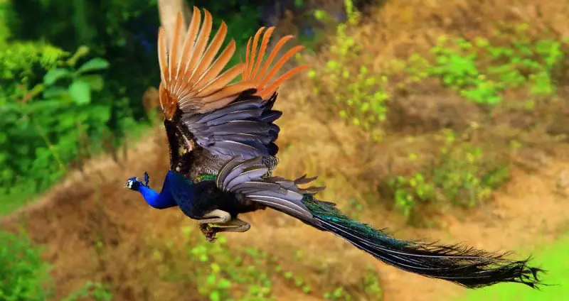 Can Peacocks Fly? How Do They Do It? (With Videos)