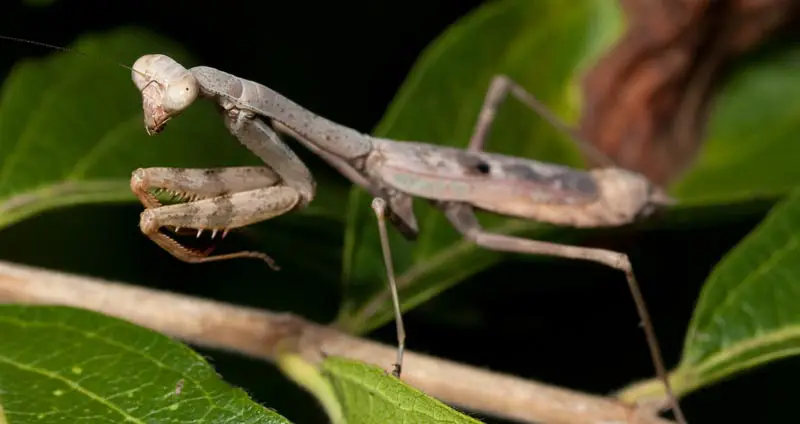 Are praying mantis endangered