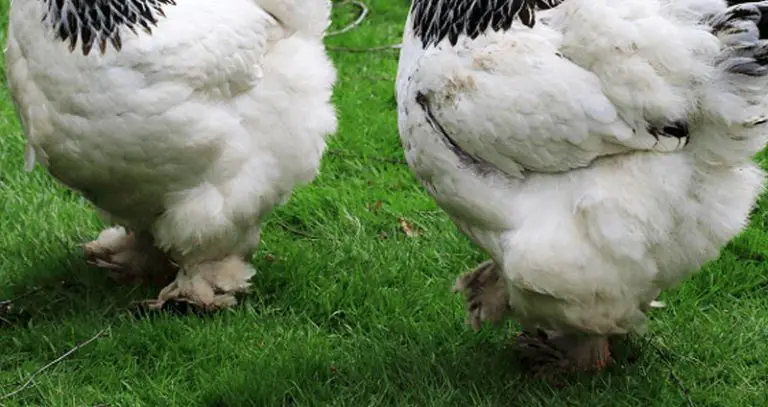 Chickens with feathered feet