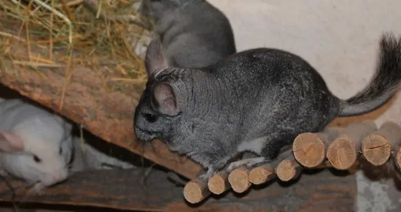 chinchillas near me