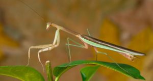 Are praying mantis poisonous