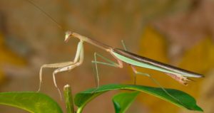 Are Praying Mantis Poisonous? (Should You Watch Out?)