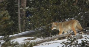 coyotes predators examples