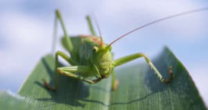 Do grasshoppers bite