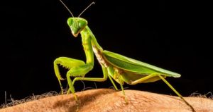 Do praying mantis bite