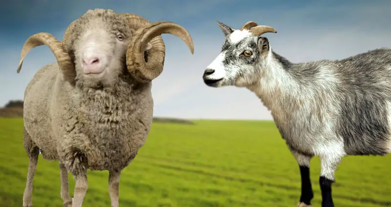 Goat vs ram