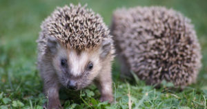 Hedgehog breeders
