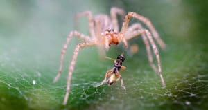 How long can spiders live without food
